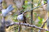 Western Chat-Tanager